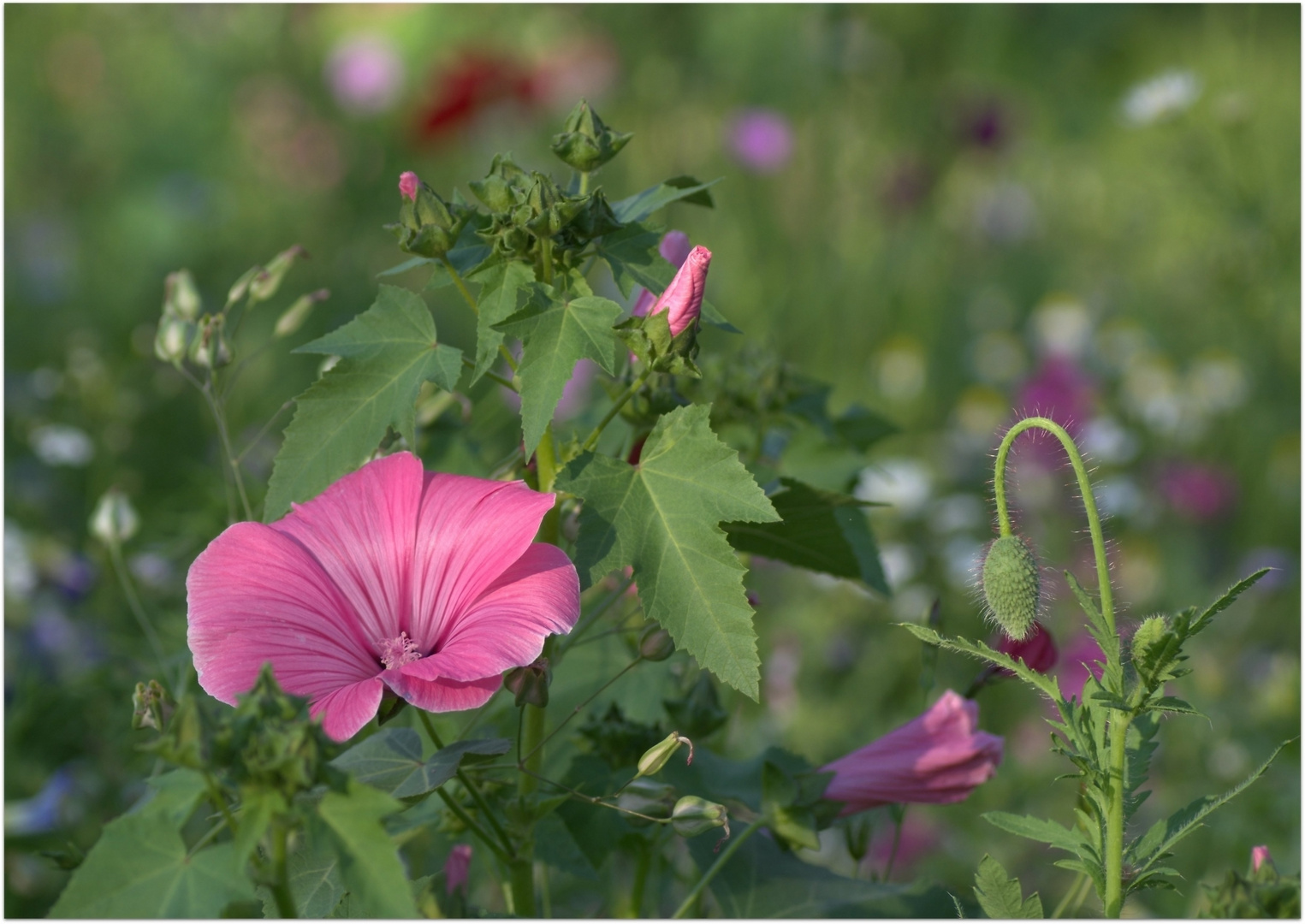 In der Blumenwiese