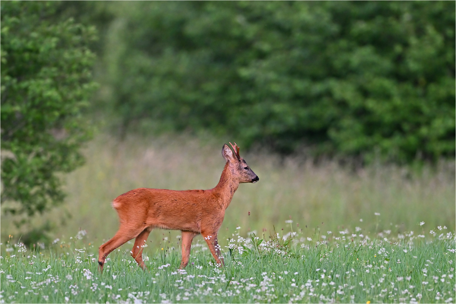 In der Blumenwiese