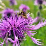 In der Blumenwiese (I)