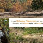 In der Boberger Niederung gibt es seltene Tiere