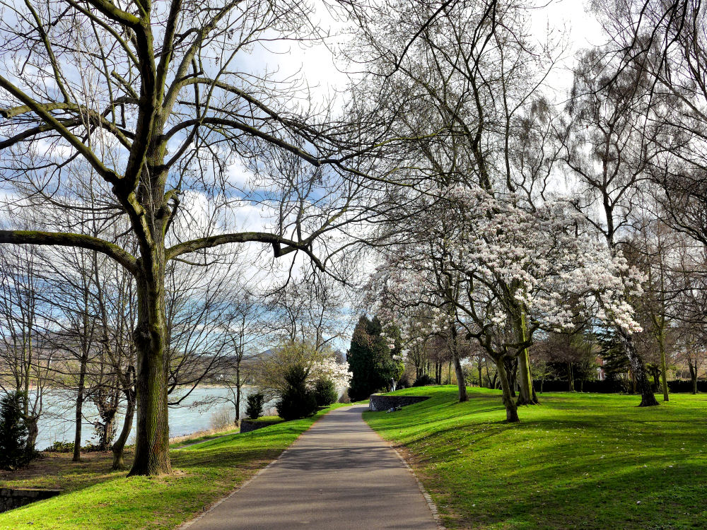 In der Bonner Rheinaue