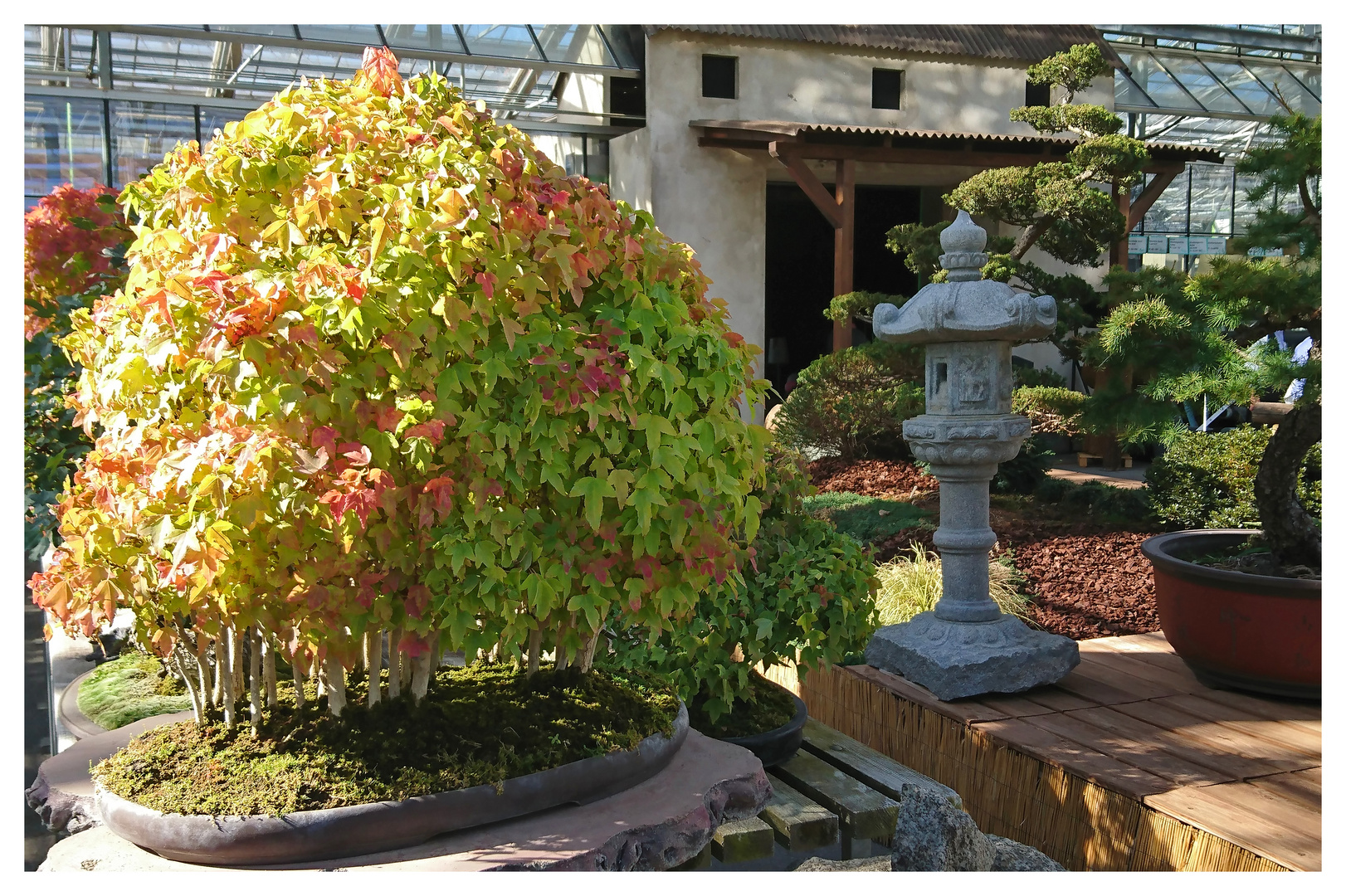 In der Bonsai-Abteilung