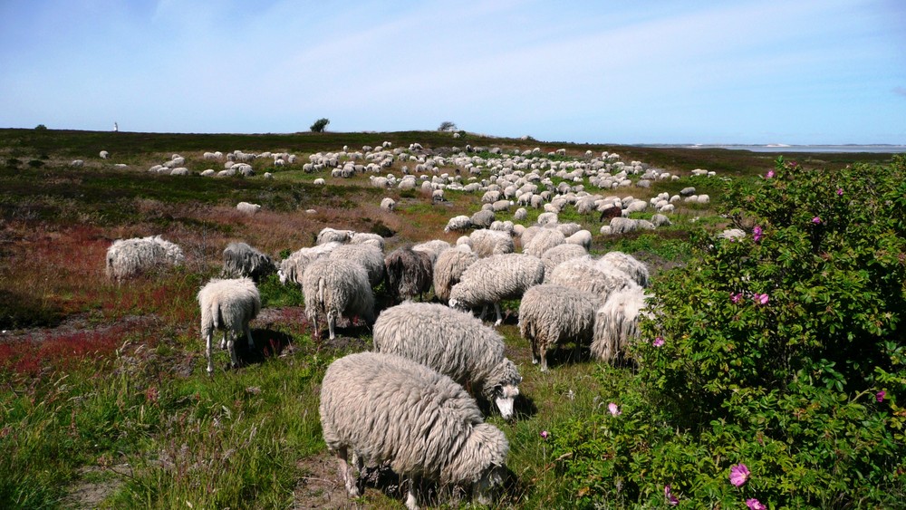 In der Braderuper Heide gibt es wirklich Heidscnucken