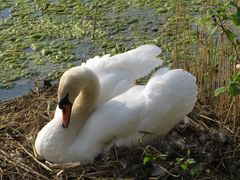 in der Bruchriede brütet ein Höckerschwan