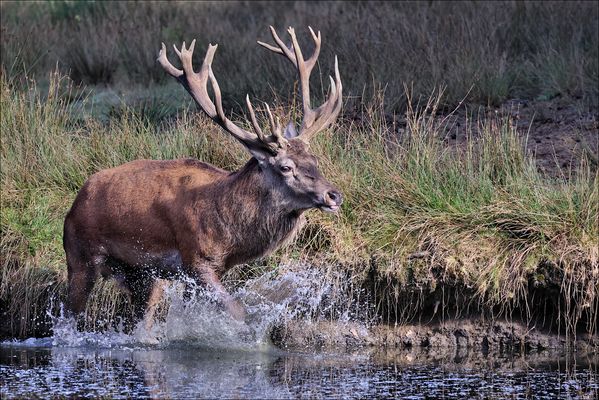 In der Brunftzeit.....