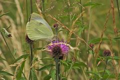 In der bunten Blumenwiese: Großer Kohlweißling