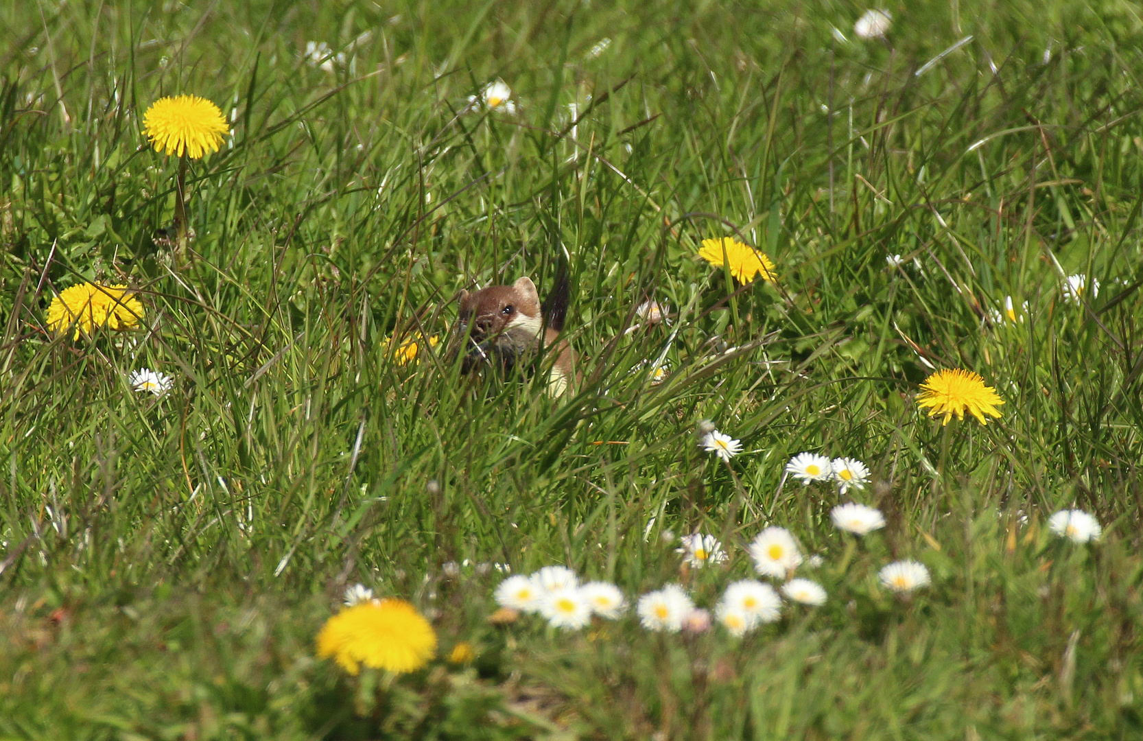 In der bunten Wiese