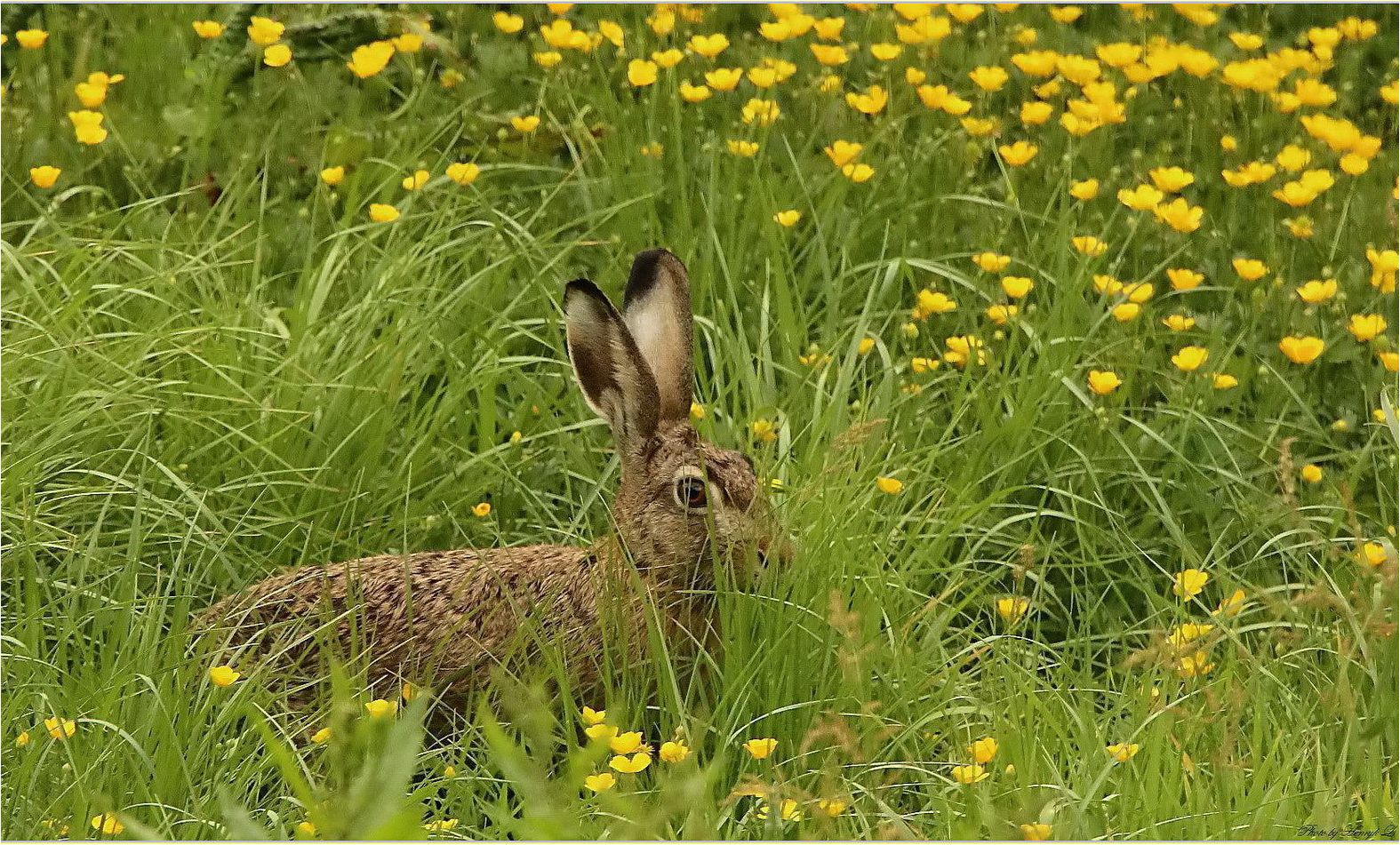 In der bunten Wiese...