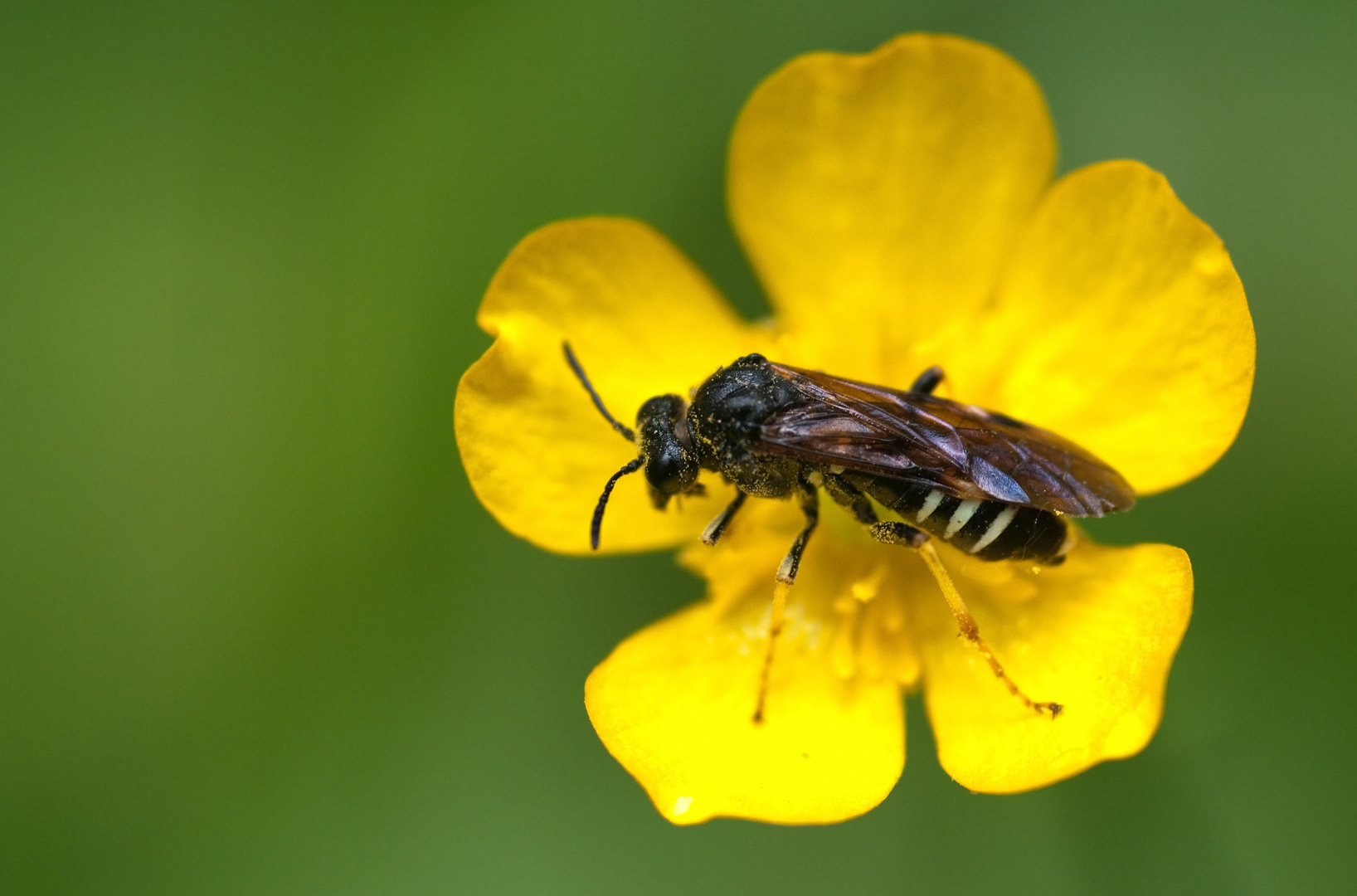 In der Butterblume