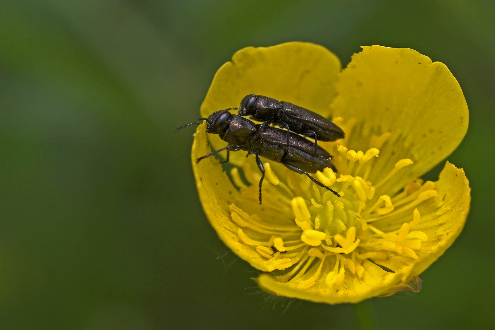 In der Butterblume