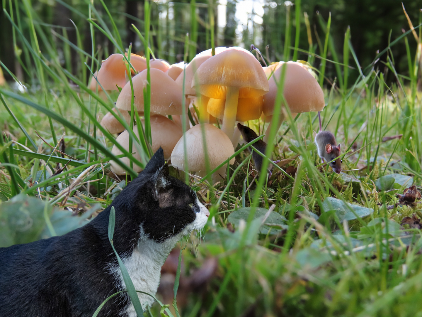 In der Dämmerung schleicht sich die Katze an...