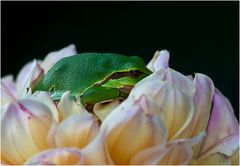 In der Dahlienblüte..