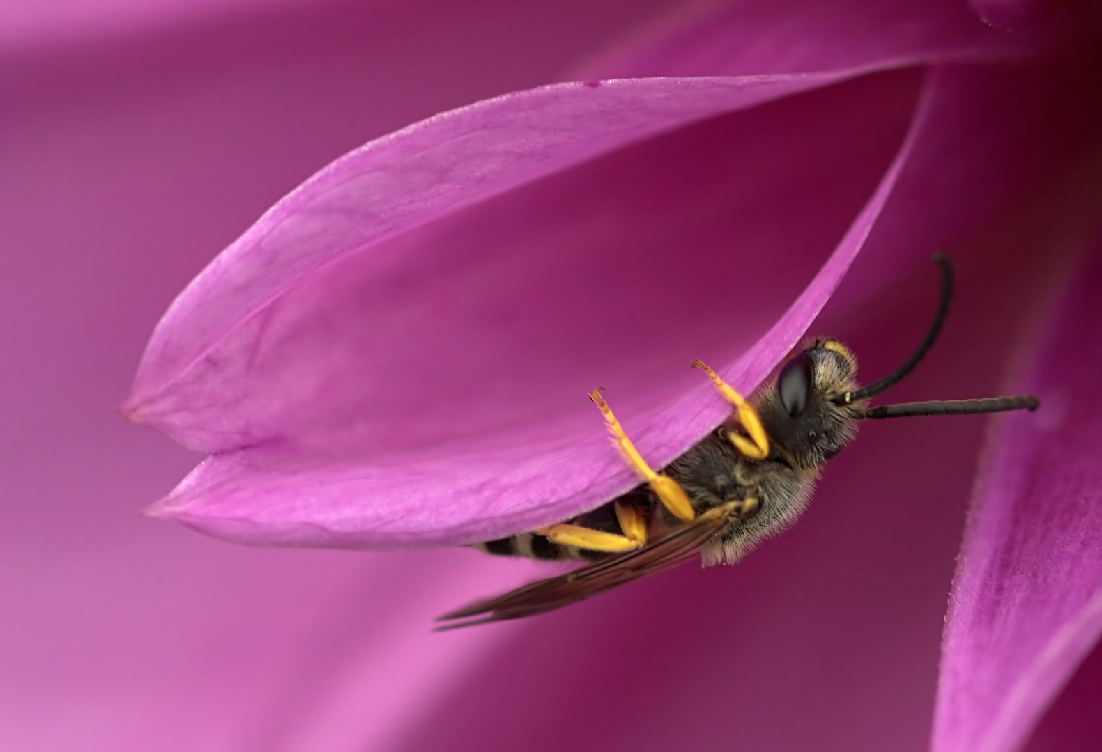 In der Dahlienblüte