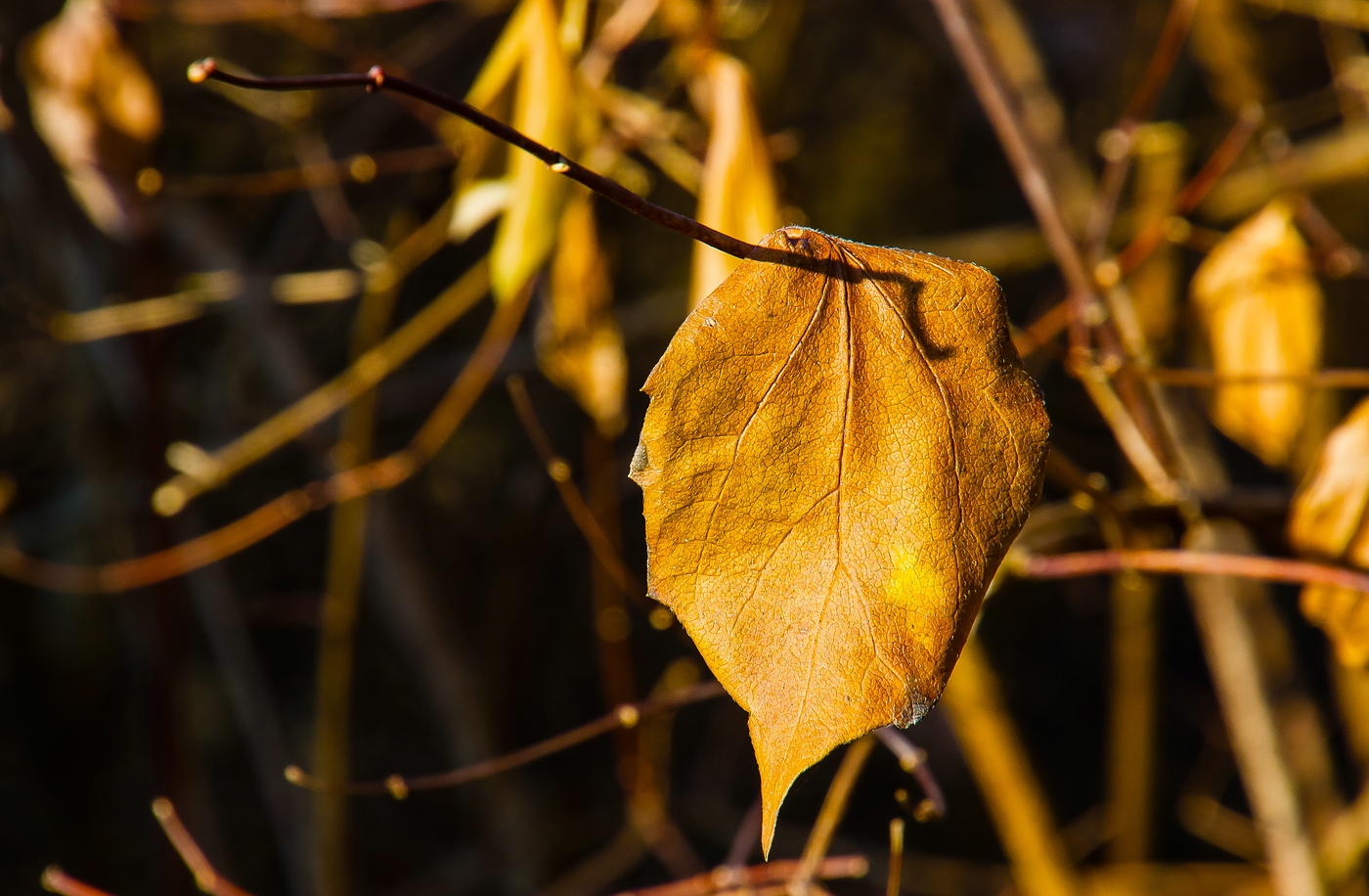 In der  Dezembersonne