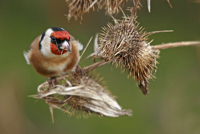 in der Distel