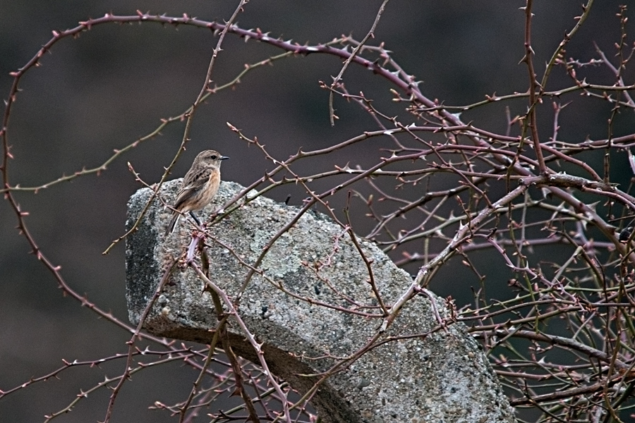 in der Dornenhecke