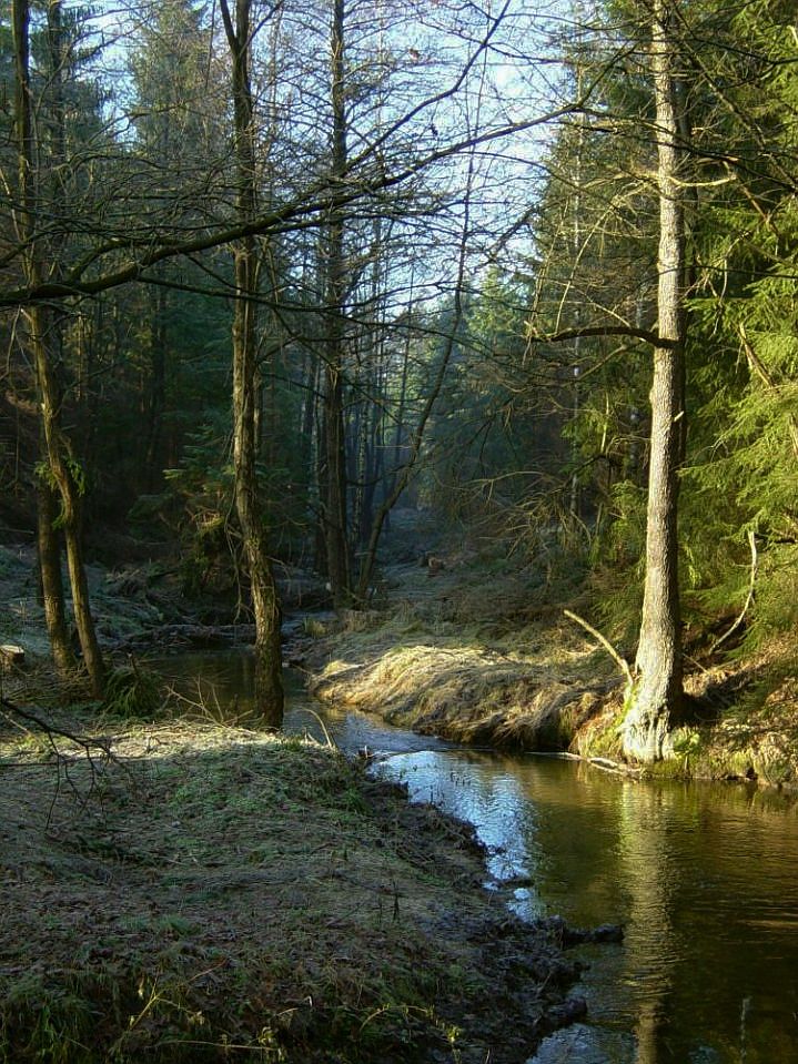 In der Dresdener Heide