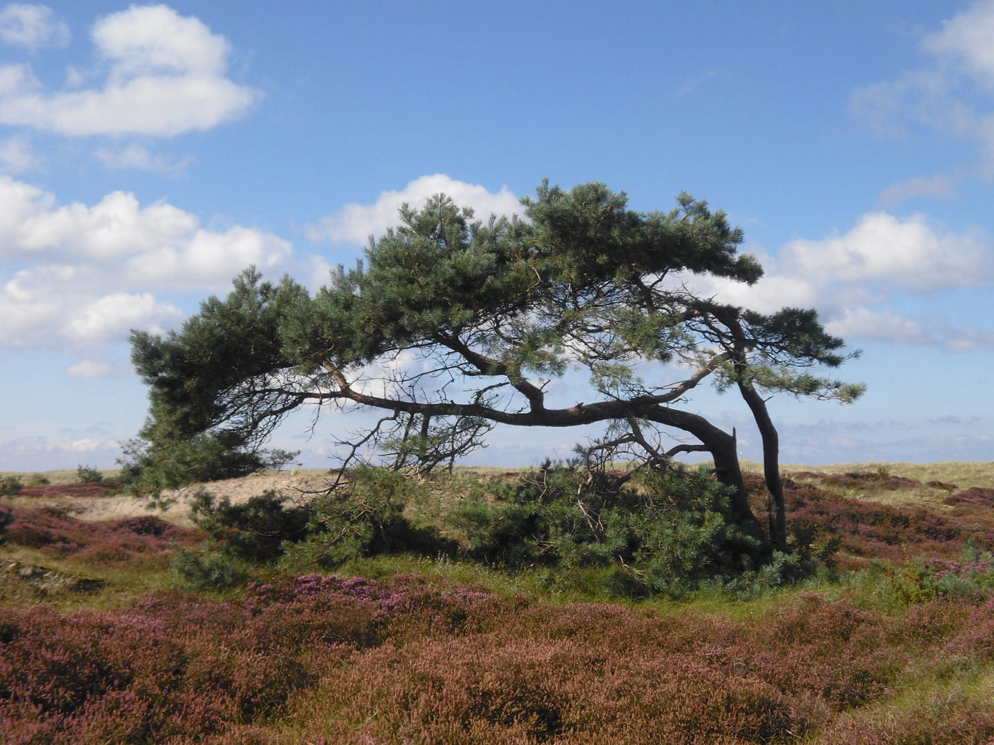 In der Dünenheide (2)