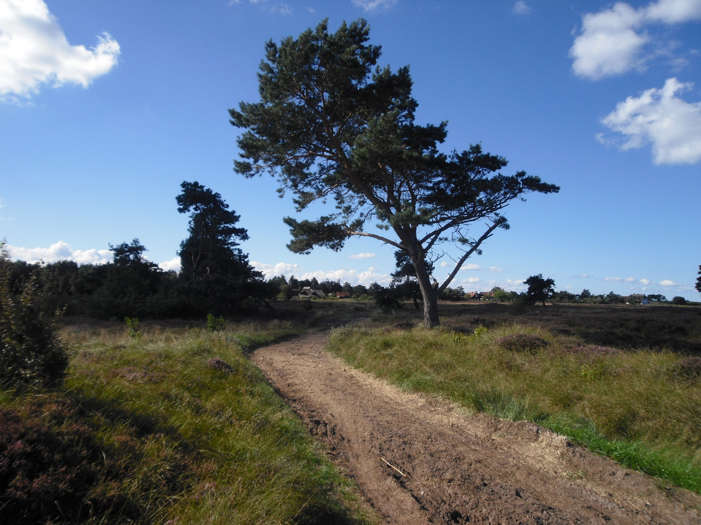 In der Dünenheide