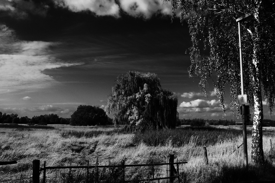 In der dunklen Wiese