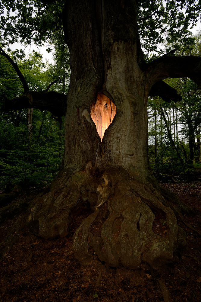 In der Eiche brennt noch Licht