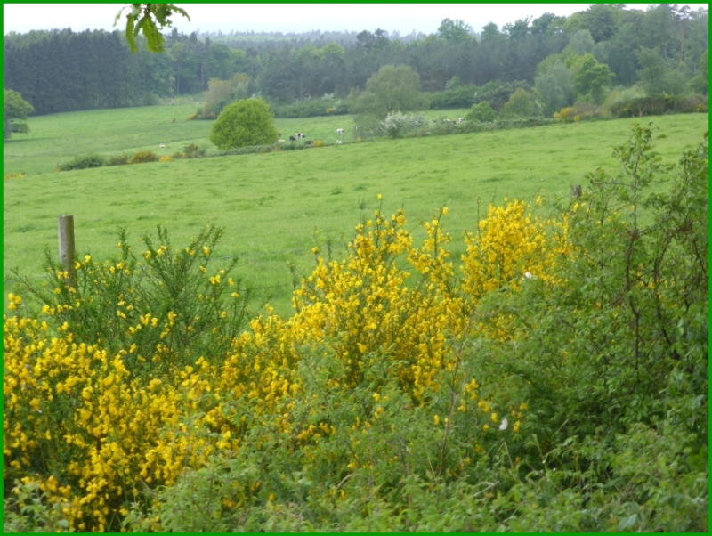 In der Eifel 1