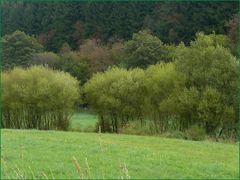 In der Eifel 2 - "...im schönsten Wiesengrunde..."