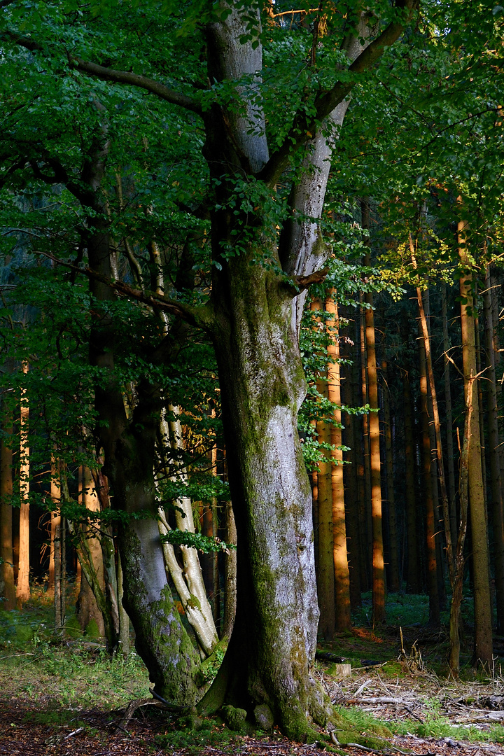 In der Eifel