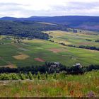 In der Eifel 8 - Die Weinlese steht bevor. (An der Mosel)