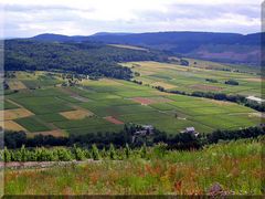 In der Eifel 8 - Die Weinlese steht bevor. (An der Mosel)