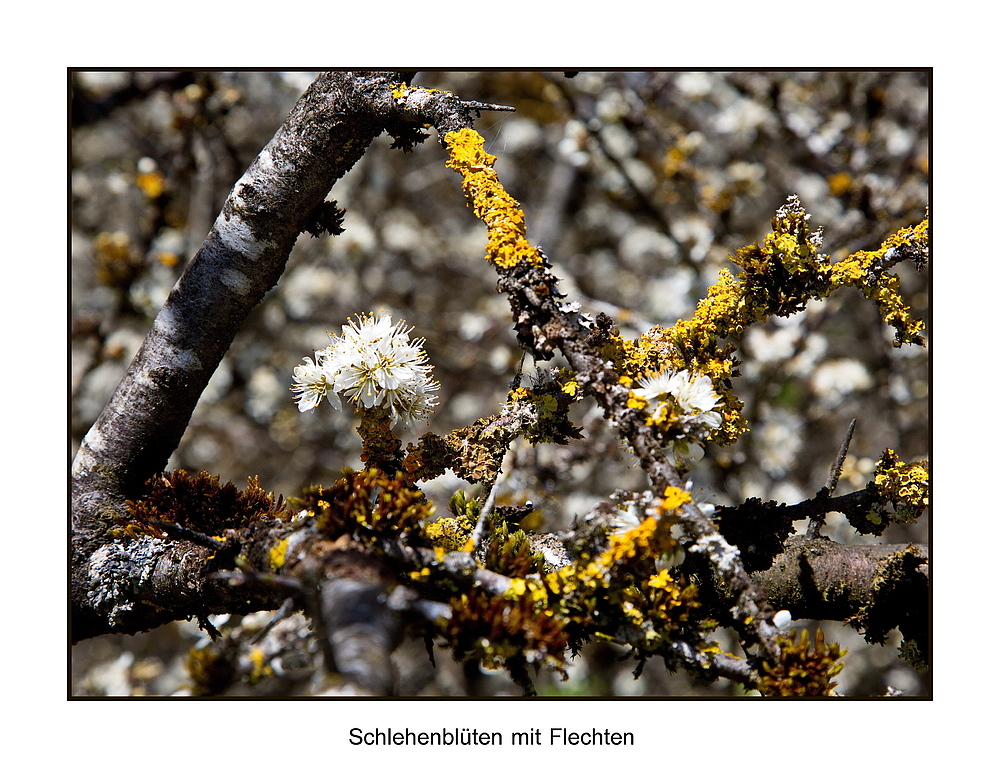 In der Eifel blühen sie noch.