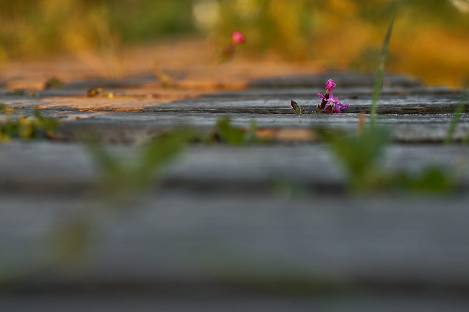 In der Eifel Buntes - 5