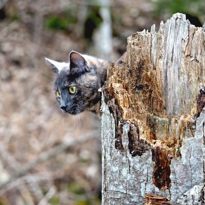 In der Einsamkeit "meines" wilden Waldes ...