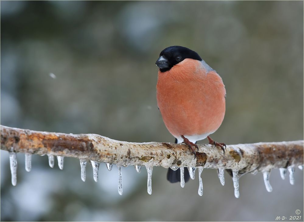 In der Eiszeit ...