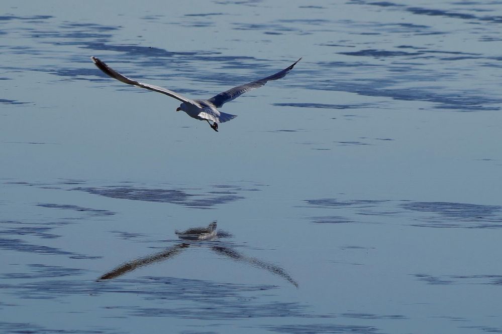 in der Elbe gespiegelt