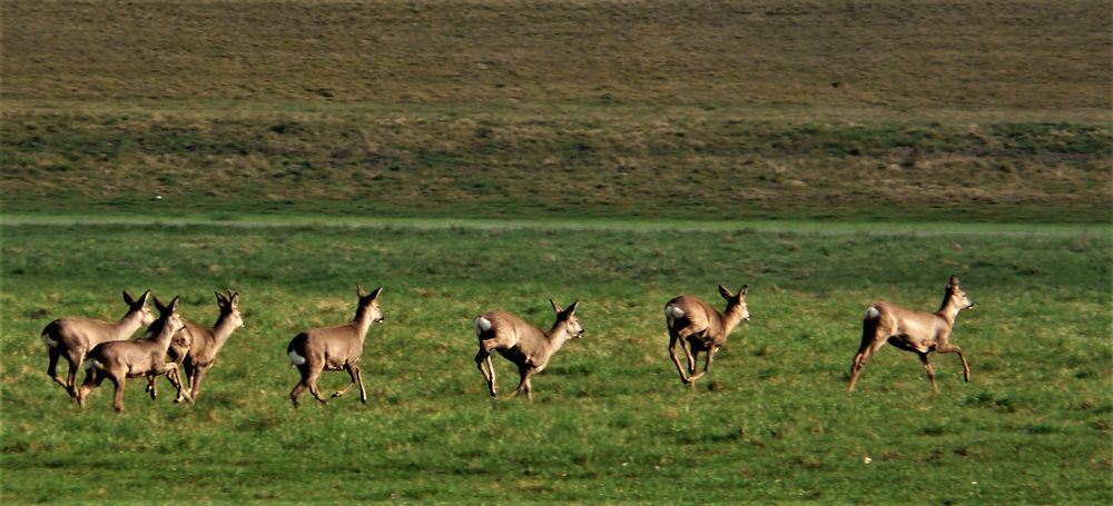 In der Elbtal-Aue