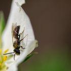 In der Erdbeerblüte