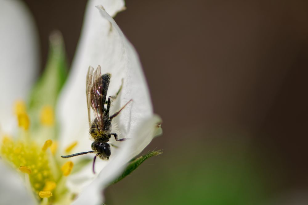 In der Erdbeerblüte