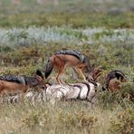 In der Etosha