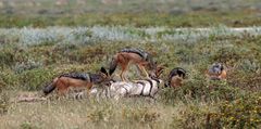 In der Etosha