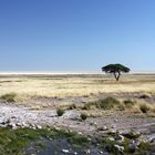 In der Etosha-Pfanne (Namibia)