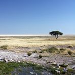 In der Etosha-Pfanne (Namibia)