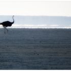 In der Etosha Salzpfanne