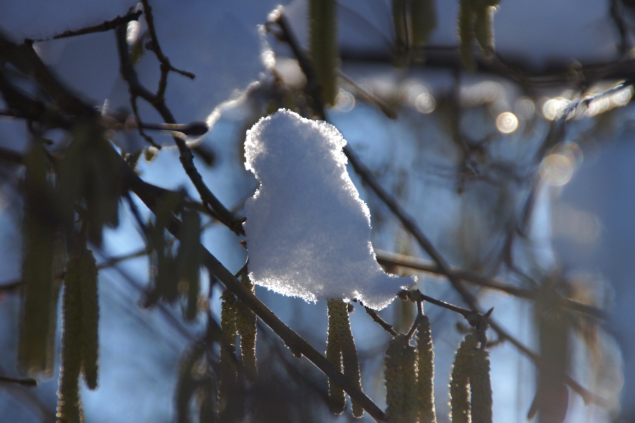 In der Februarsonne