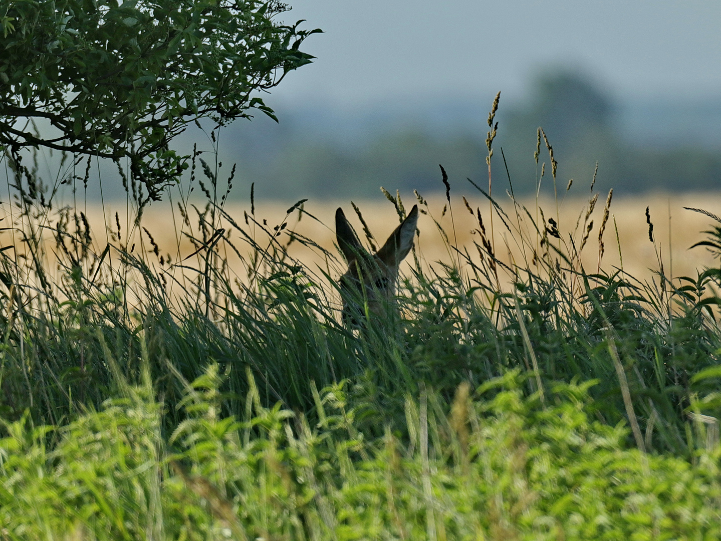 In der Feldhecke