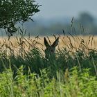 In der Feldhecke