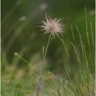 In der Felssteppe - Cesky kras