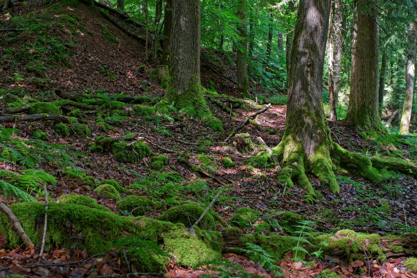 In der feuchten Mulde