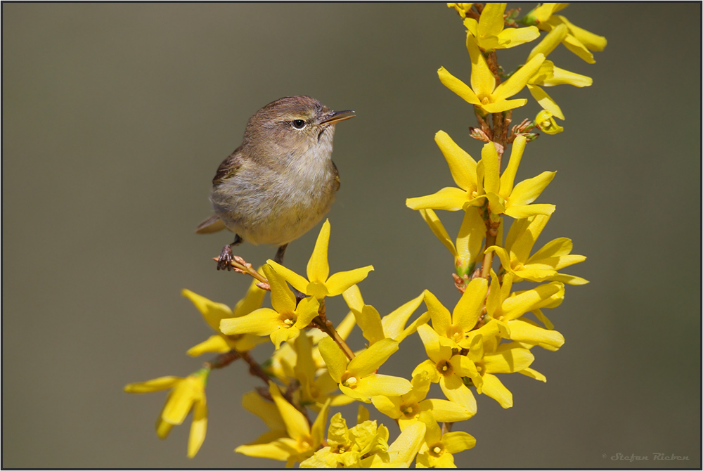 in der Forsythie...