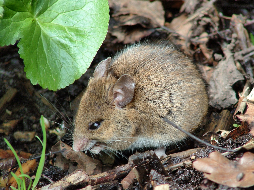 in der freien natur